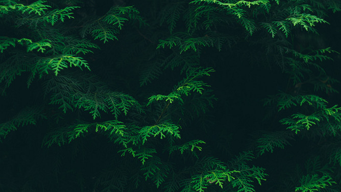 绿叶绿色植物叶子PPT背景图片-大怪兽分享