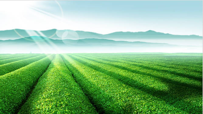 绿色庄园茶园PPT背景图片-大怪兽分享
