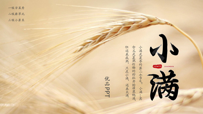 麦穗麦田小满节气PPT模板-大怪兽分享