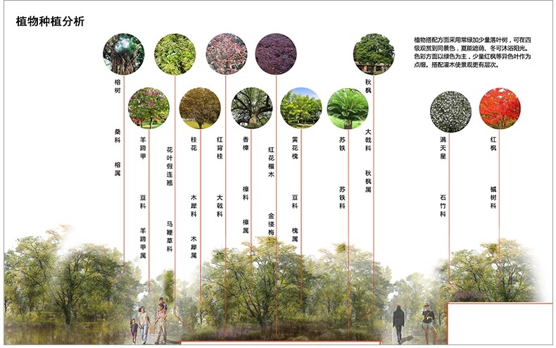 图片[7]-景观园林园艺植物配置PSD分层 绿植树木PS分析图种植搭配素材-大怪兽分享
