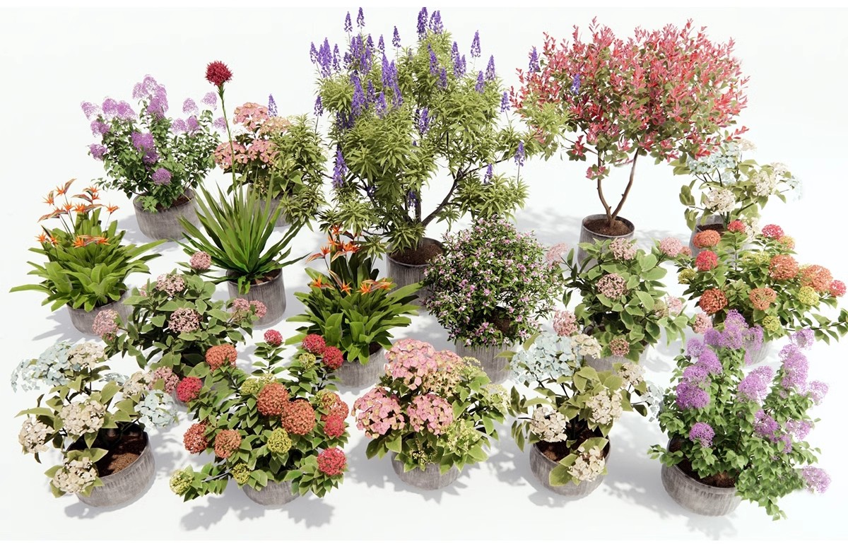 图片[12]-1750套，绿植植物花盆盆栽盆景松树单体草图大师SU模型室内花卉花草素材库-大怪兽分享