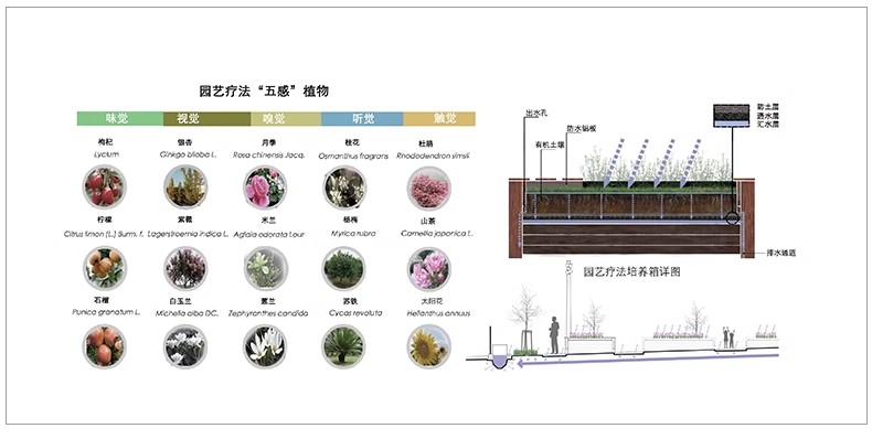 图片[10]-景观园林园艺植物配置PSD分层 绿植树木PS分析图种植搭配素材-大怪兽分享
