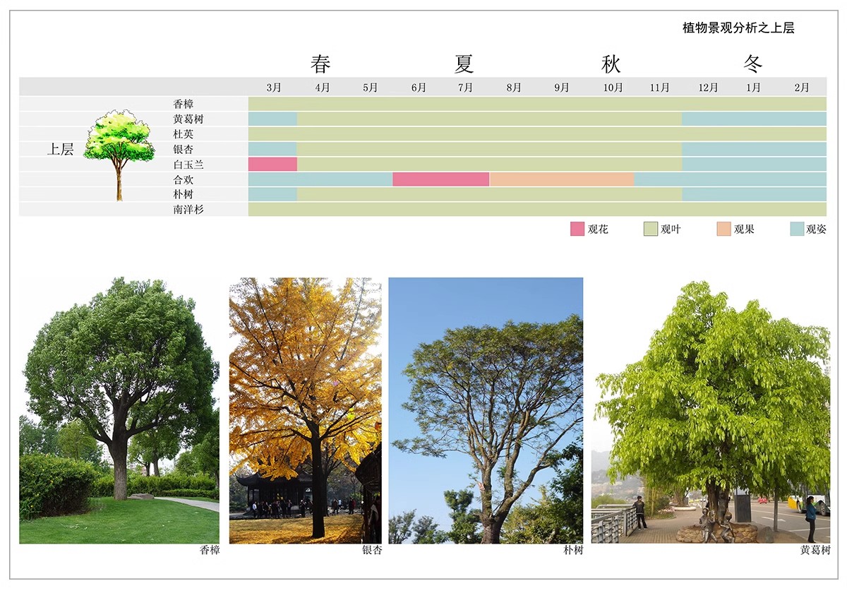 图片[18]-景观园林园艺植物配置PSD分层 绿植树木PS分析图种植搭配素材-大怪兽分享