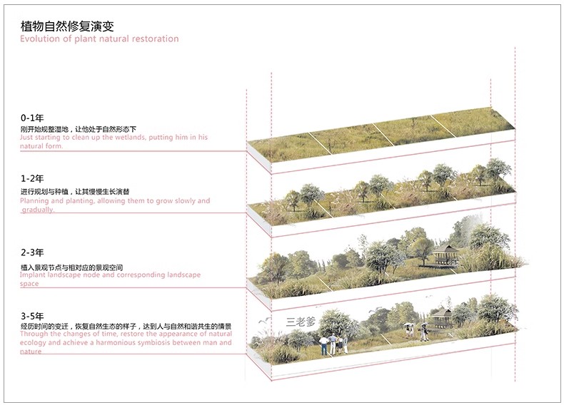 图片[23]-景观园林园艺植物配置PSD分层 绿植树木PS分析图种植搭配素材-大怪兽分享