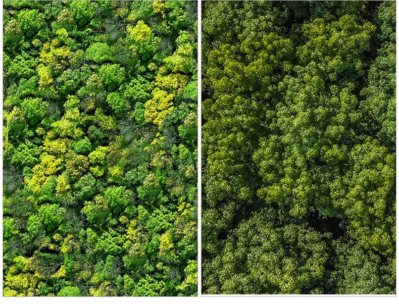 图片[23]-6000+，小清新PS彩平图园林景观规划总平面拼贴植物草地铺装纹理后期素材-大怪兽分享