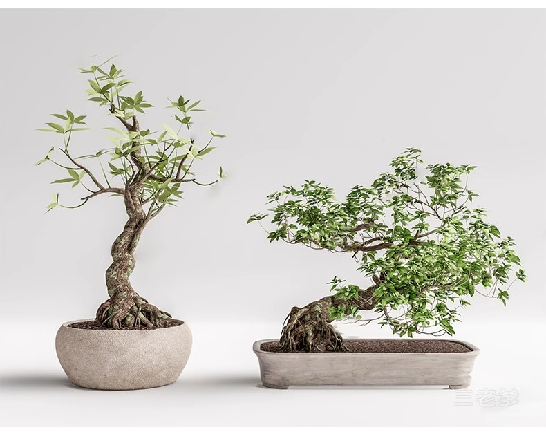 图片[25]-1750套，绿植植物花盆盆栽盆景松树单体草图大师SU模型室内花卉花草素材库-大怪兽分享