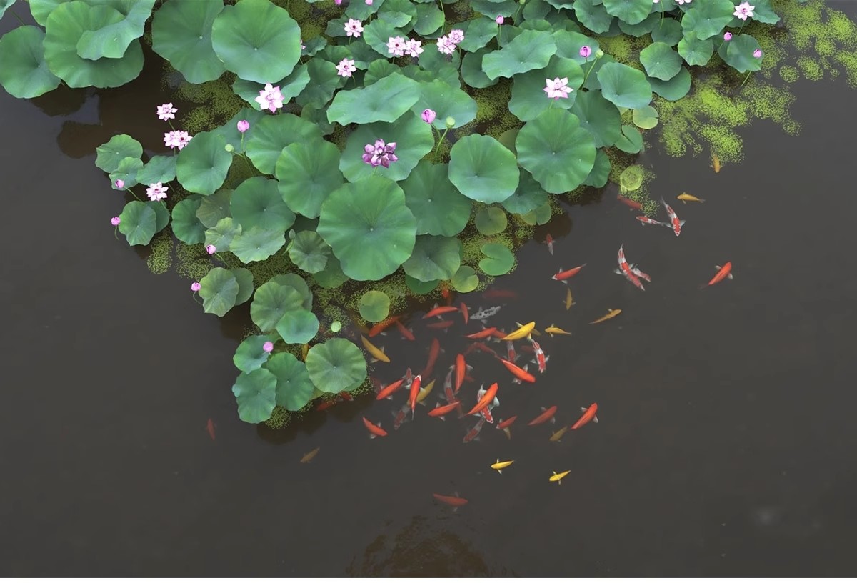 图片[4]-庭院花园鱼池su模型锦鲤园林私家水景假山鱼缸水族箱金鱼草图大师-大怪兽分享