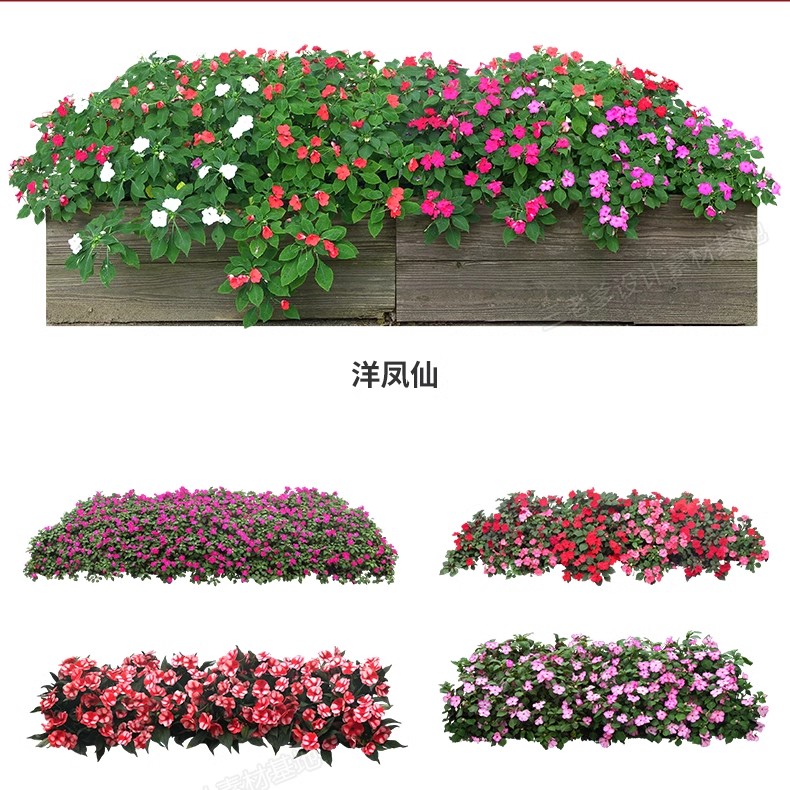 图片[5]-花卉植物procreate花镜 鲜花坛PS效果图PNG免抠高清带名称psd素材-大怪兽分享