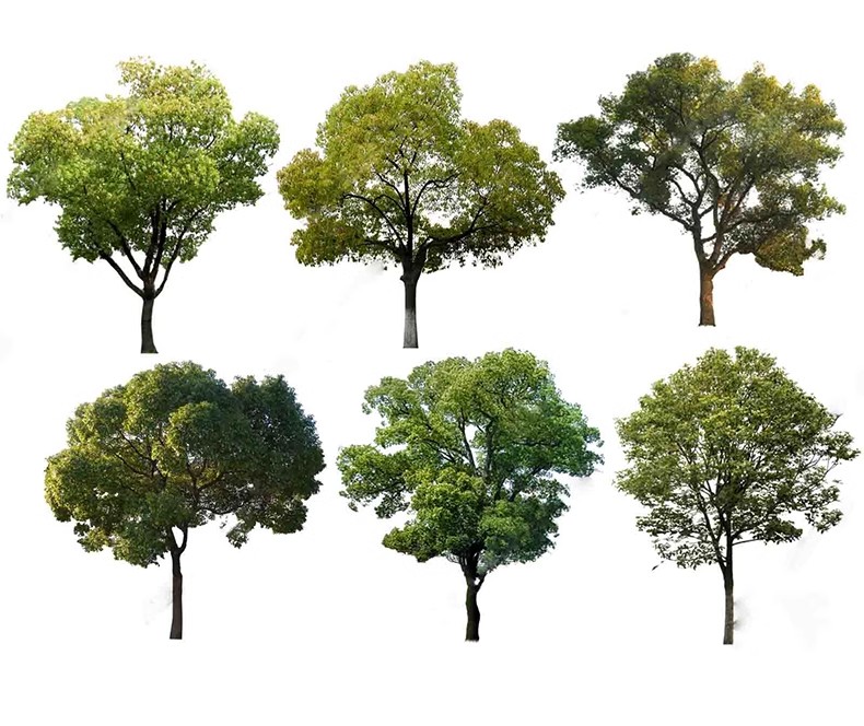 图片[6]-园林景观庭院植物三维真实花草树木乔木花卉灌木草图大师SU模型库-大怪兽分享