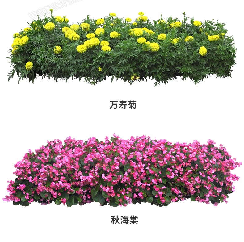 图片[6]-花卉植物procreate花镜 鲜花坛PS效果图PNG免抠高清带名称psd素材-大怪兽分享