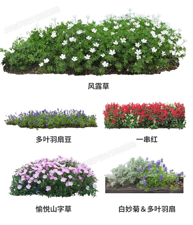 图片[7]-花卉植物procreate花镜 鲜花坛PS效果图PNG免抠高清带名称psd素材-大怪兽分享