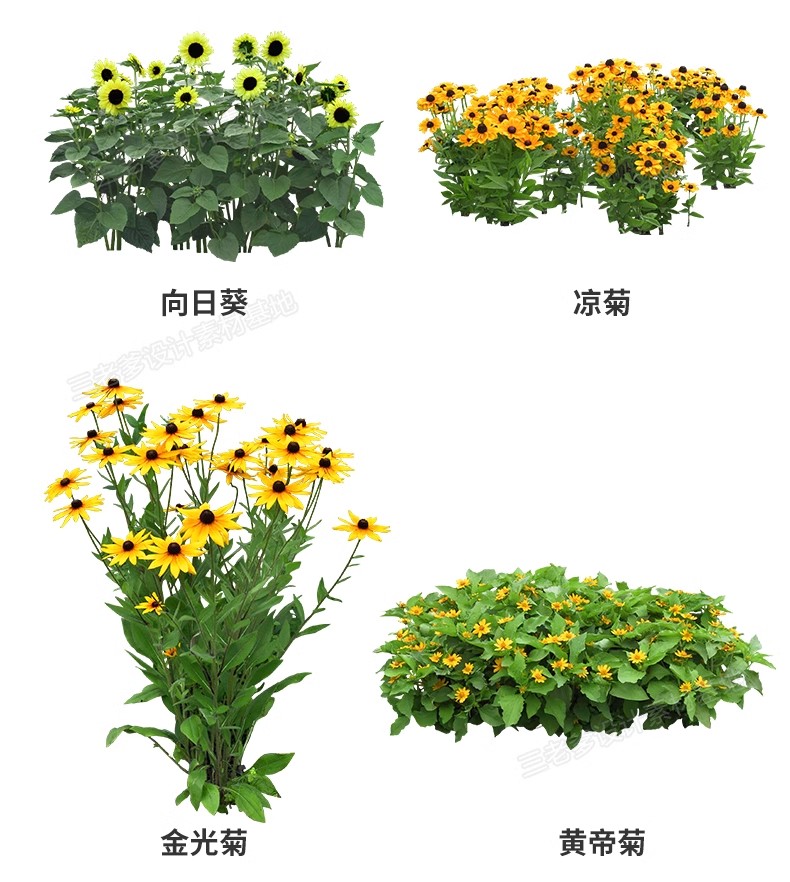 图片[9]-花卉植物procreate花镜 鲜花坛PS效果图PNG免抠高清带名称psd素材-大怪兽分享