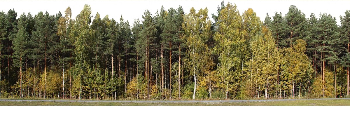 图片[10]-远景山背景植物树木ps素材 树林丛林配景树园林景观效果图psd免抠-大怪兽分享