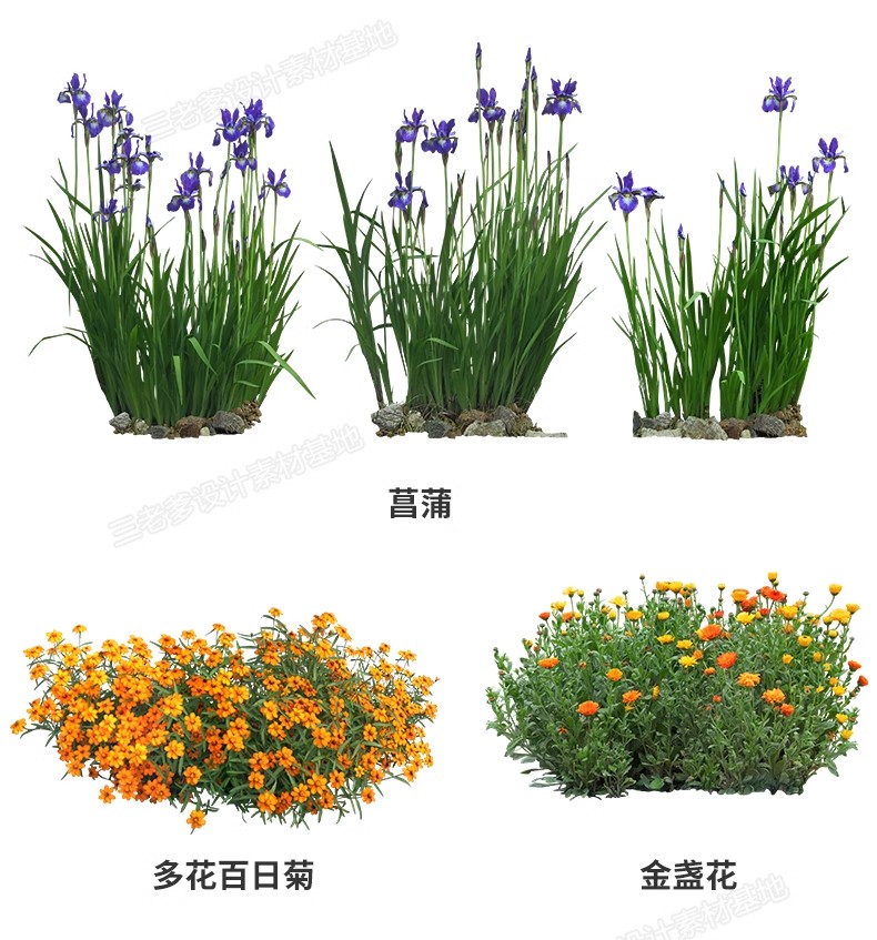 图片[10]-花卉植物procreate花镜 鲜花坛PS效果图PNG免抠高清带名称psd素材-大怪兽分享