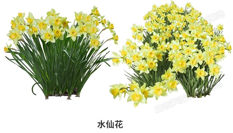 图片[12]-花卉植物procreate花镜 鲜花坛PS效果图PNG免抠高清带名称psd素材-大怪兽分享