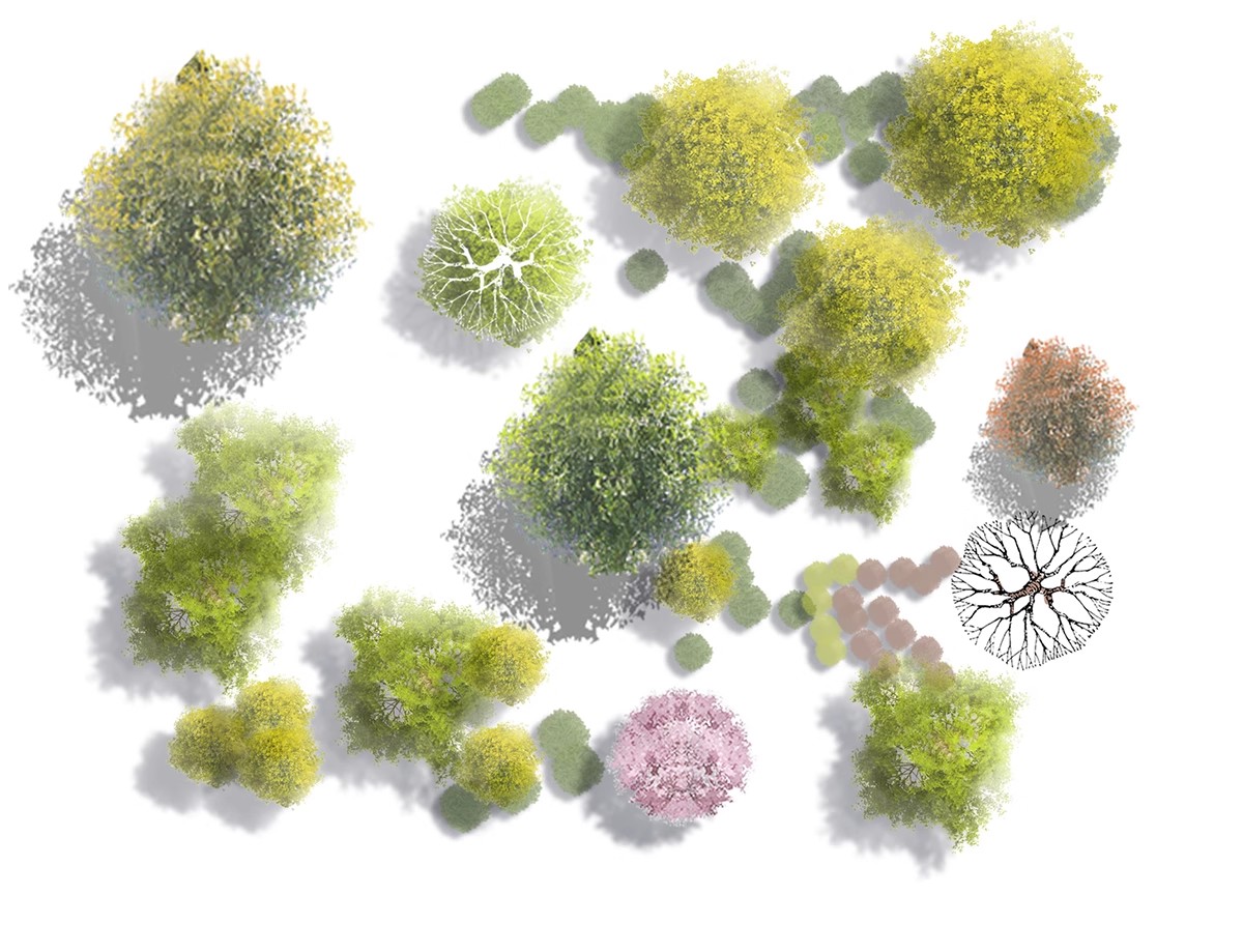 图片[11]-古风植物彩平园林景观复古小清新平面立面树木psd分层免抠PS素材-大怪兽分享