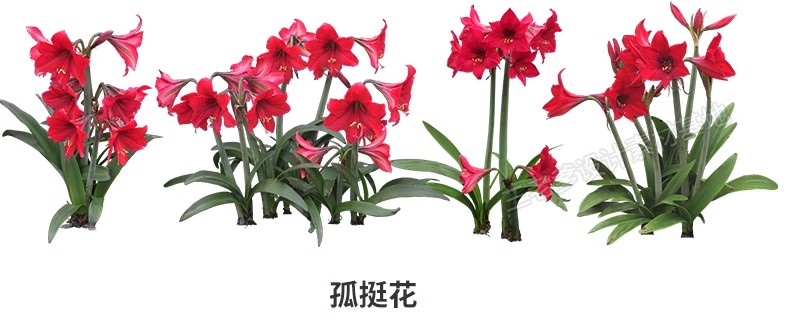 图片[14]-花卉植物procreate花镜 鲜花坛PS效果图PNG免抠高清带名称psd素材-大怪兽分享