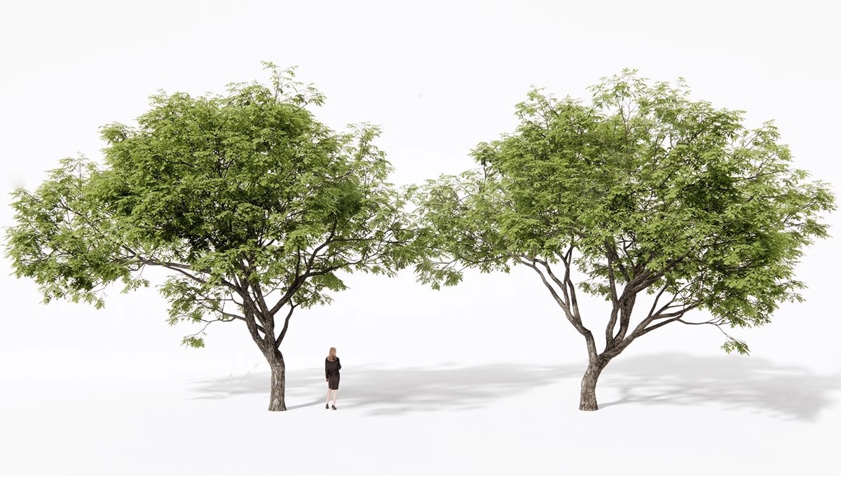 图片[14]-SU草图大师模型园林建筑室外景观树木乔木三维植物sketchup素材库-大怪兽分享