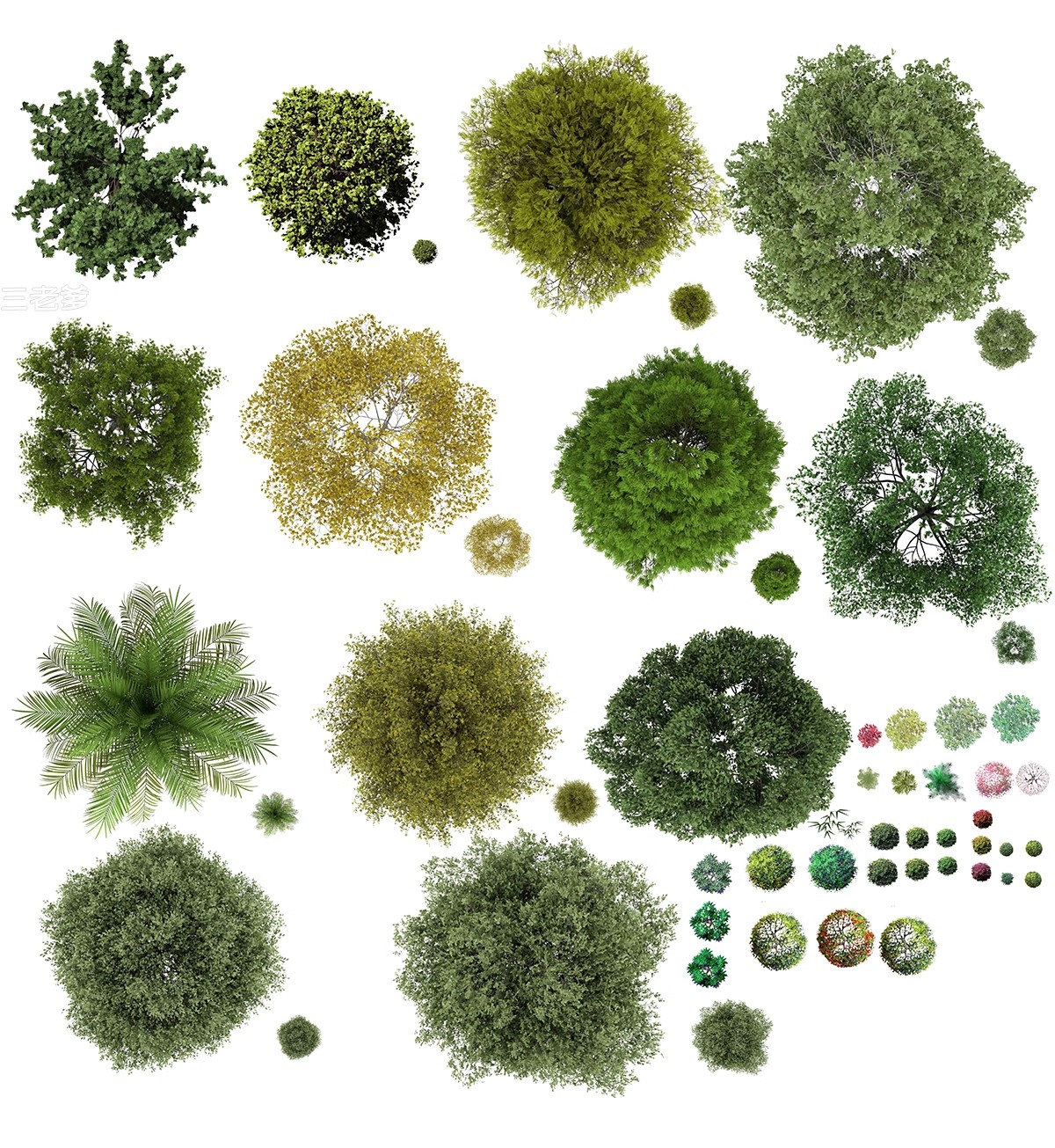 图片[13]-古风植物彩平园林景观复古小清新平面立面树木psd分层免抠PS素材-大怪兽分享