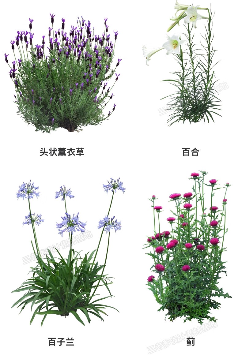 图片[15]-花卉植物procreate花镜 鲜花坛PS效果图PNG免抠高清带名称psd素材-大怪兽分享