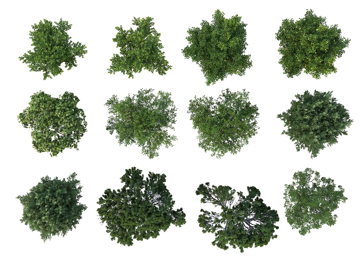 图片[14]-古风植物彩平园林景观复古小清新平面立面树木psd分层免抠PS素材-大怪兽分享