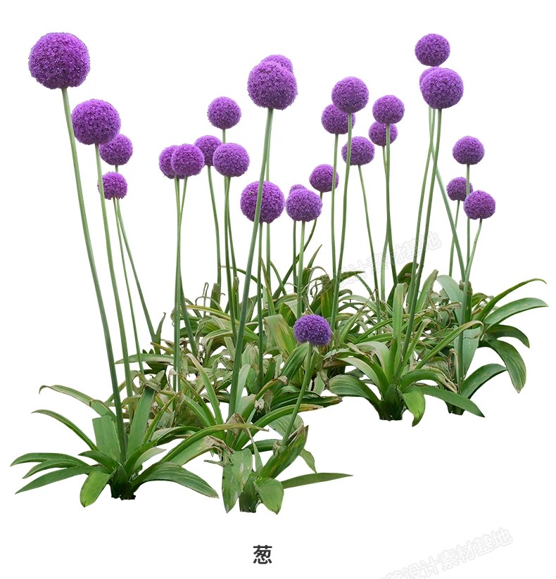 图片[16]-花卉植物procreate花镜 鲜花坛PS效果图PNG免抠高清带名称psd素材-大怪兽分享