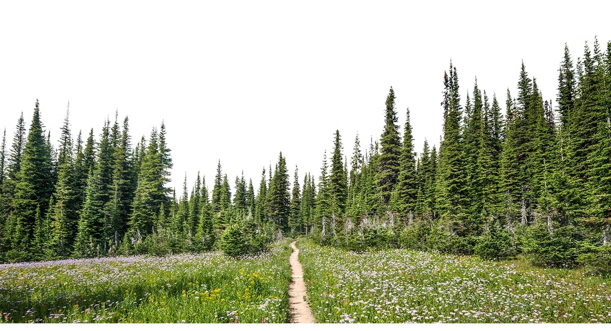 图片[17]-远景山背景植物树木ps素材 树林丛林配景树园林景观效果图psd免抠-大怪兽分享