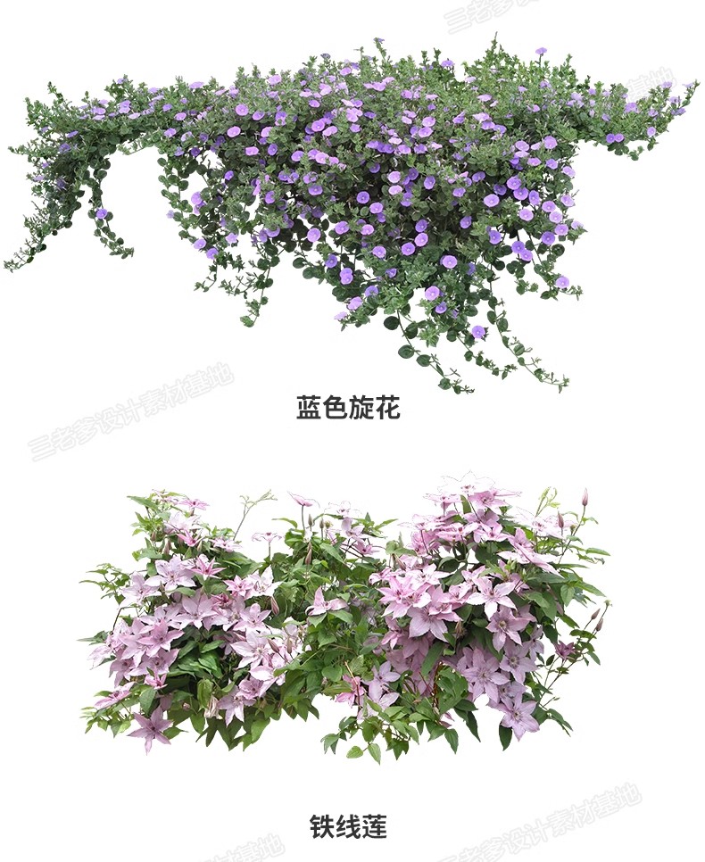 图片[17]-花卉植物procreate花镜 鲜花坛PS效果图PNG免抠高清带名称psd素材-大怪兽分享