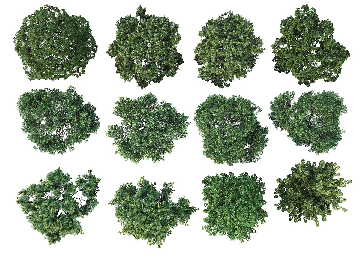 图片[16]-古风植物彩平园林景观复古小清新平面立面树木psd分层免抠PS素材-大怪兽分享