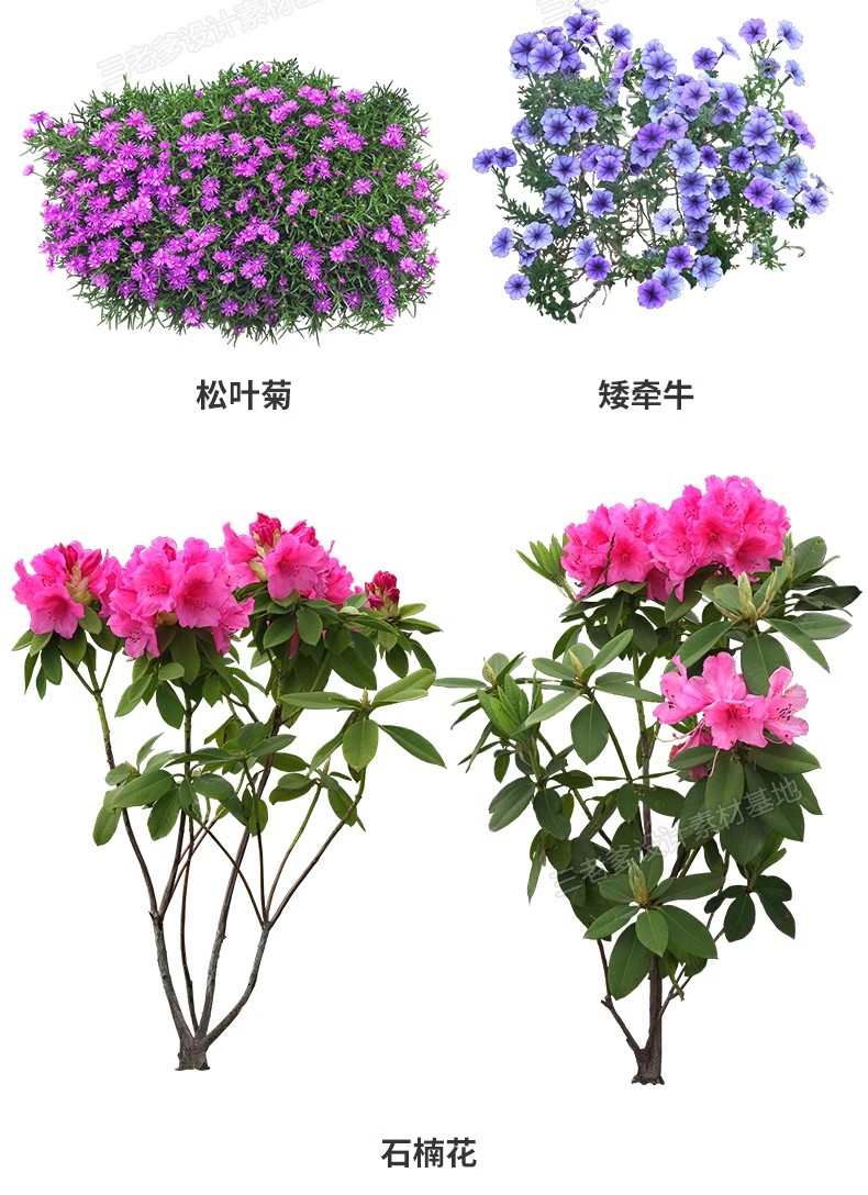 图片[18]-花卉植物procreate花镜 鲜花坛PS效果图PNG免抠高清带名称psd素材-大怪兽分享