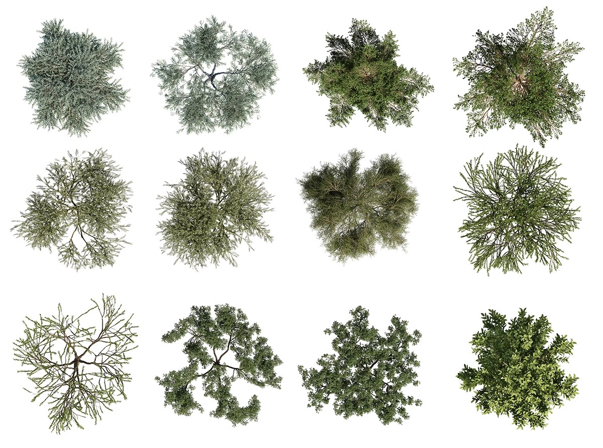 图片[17]-古风植物彩平园林景观复古小清新平面立面树木psd分层免抠PS素材-大怪兽分享