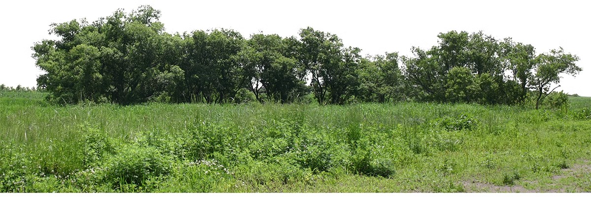 图片[19]-远景山背景植物树木ps素材 树林丛林配景树园林景观效果图psd免抠-大怪兽分享