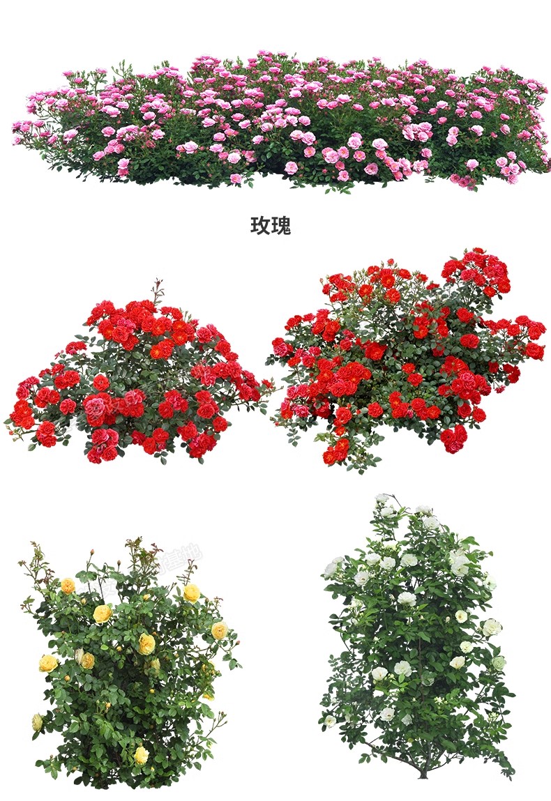 图片[19]-花卉植物procreate花镜 鲜花坛PS效果图PNG免抠高清带名称psd素材-大怪兽分享
