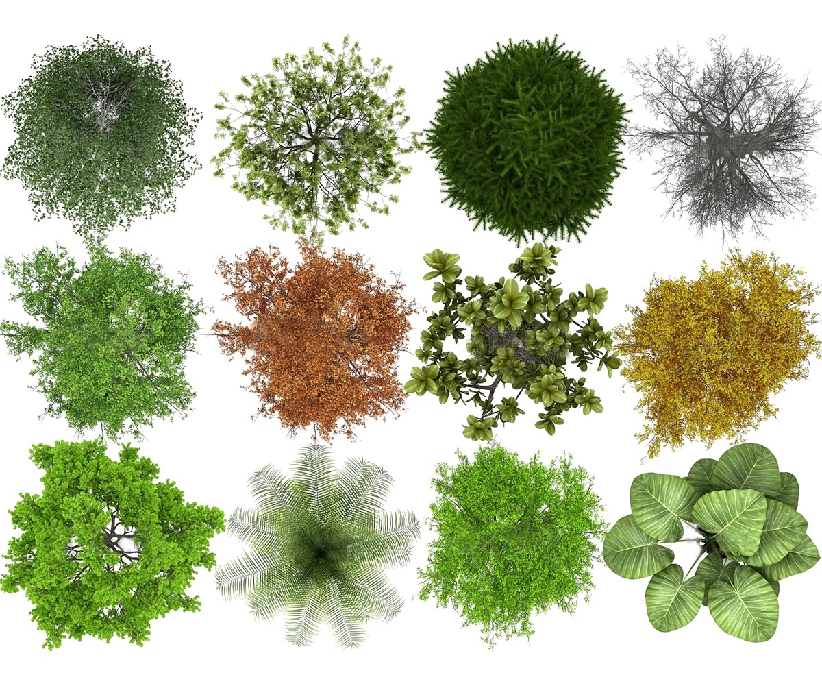 图片[18]-古风植物彩平园林景观复古小清新平面立面树木psd分层免抠PS素材-大怪兽分享