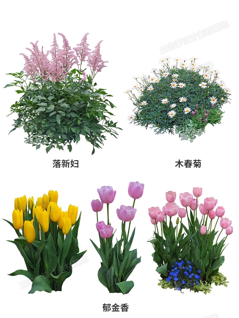 图片[20]-花卉植物procreate花镜 鲜花坛PS效果图PNG免抠高清带名称psd素材-大怪兽分享