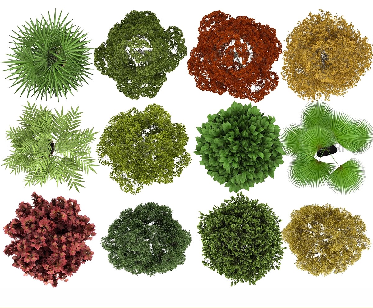 图片[19]-古风植物彩平园林景观复古小清新平面立面树木psd分层免抠PS素材-大怪兽分享