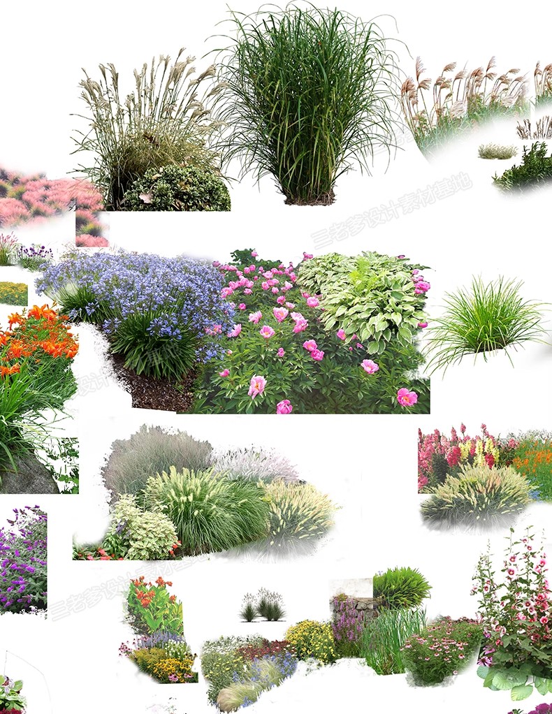 图片[21]-PS花镜花境灌木花丛组团设计组合花卉植物配置效果图psd免扣素材-大怪兽分享