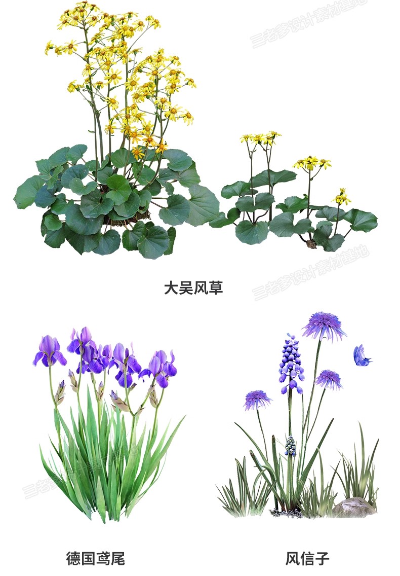 图片[21]-花卉植物procreate花镜 鲜花坛PS效果图PNG免抠高清带名称psd素材-大怪兽分享