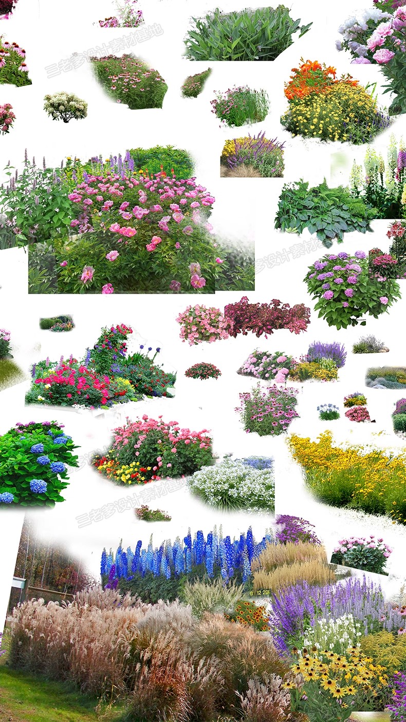 图片[22]-PS花镜花境灌木花丛组团设计组合花卉植物配置效果图psd免扣素材-大怪兽分享
