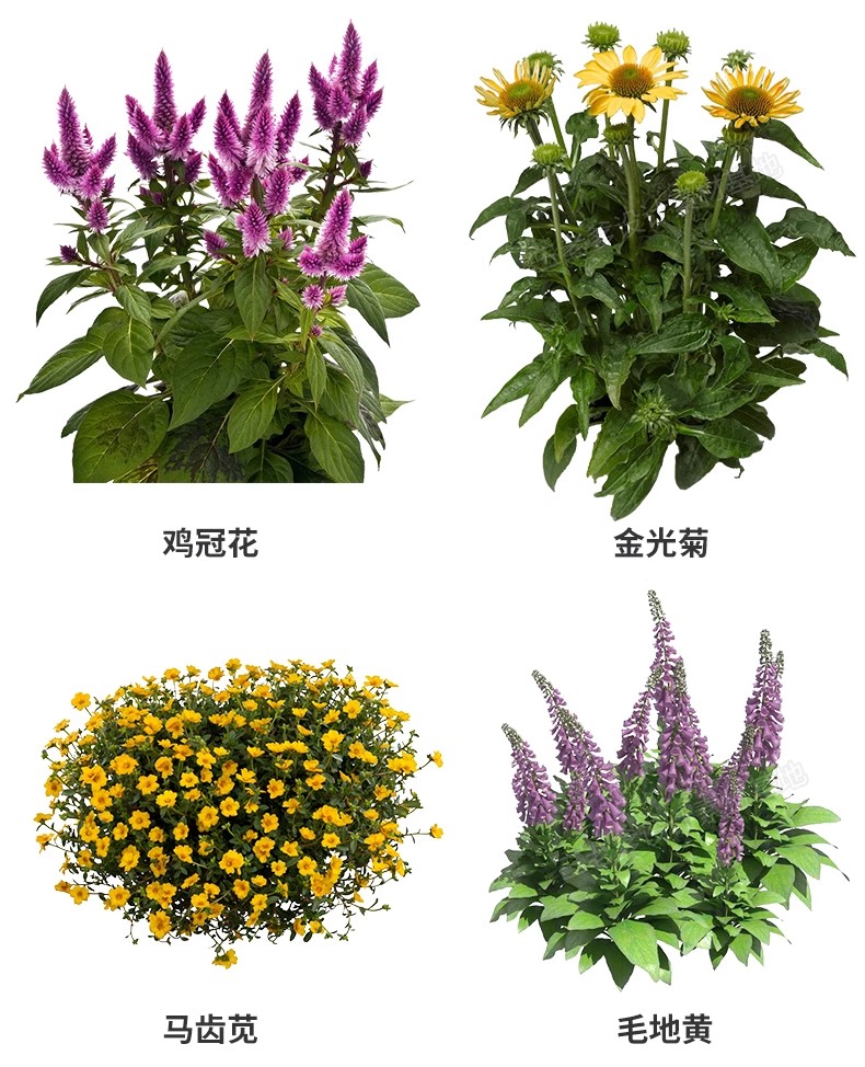 图片[22]-花卉植物procreate花镜 鲜花坛PS效果图PNG免抠高清带名称psd素材-大怪兽分享