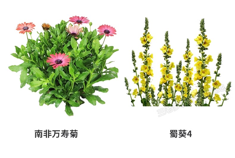 图片[23]-花卉植物procreate花镜 鲜花坛PS效果图PNG免抠高清带名称psd素材-大怪兽分享
