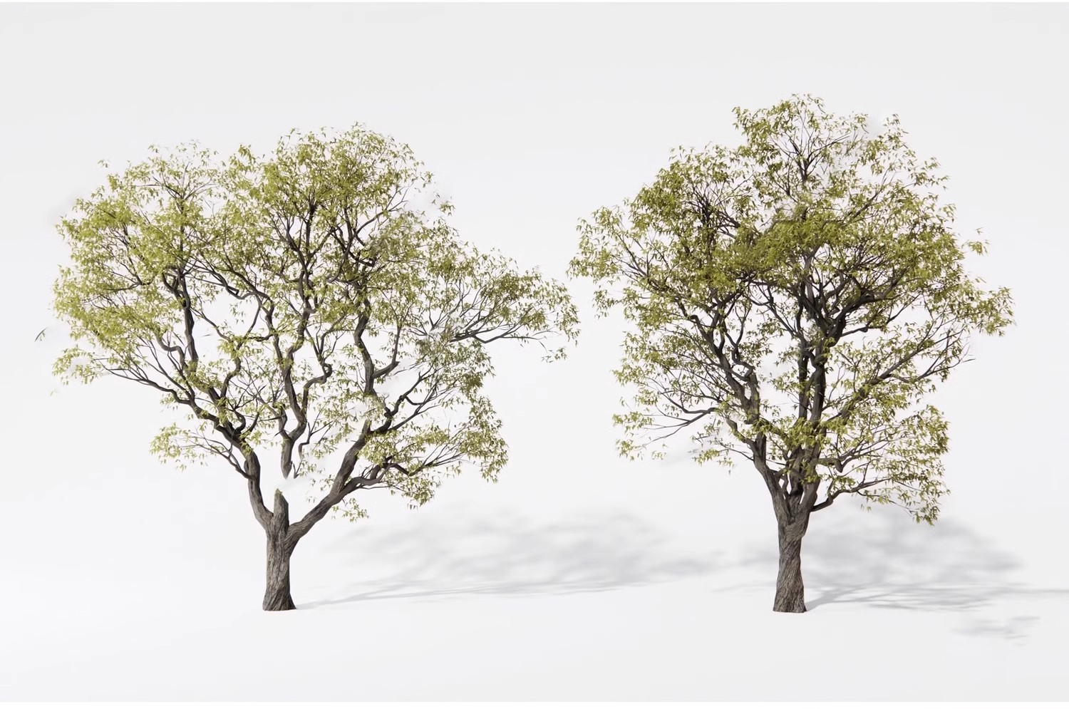 图片[23]-SU草图大师模型园林建筑室外景观树木乔木三维植物sketchup素材库-大怪兽分享