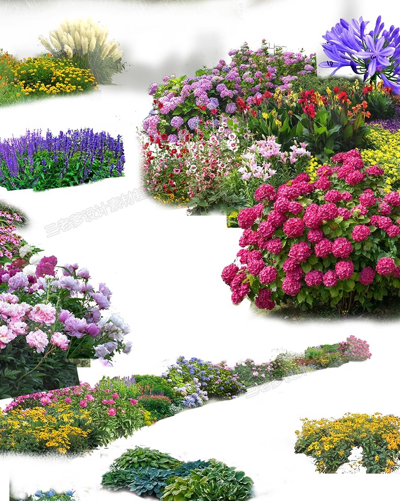图片[24]-PS花镜花境灌木花丛组团设计组合花卉植物配置效果图psd免扣素材-大怪兽分享