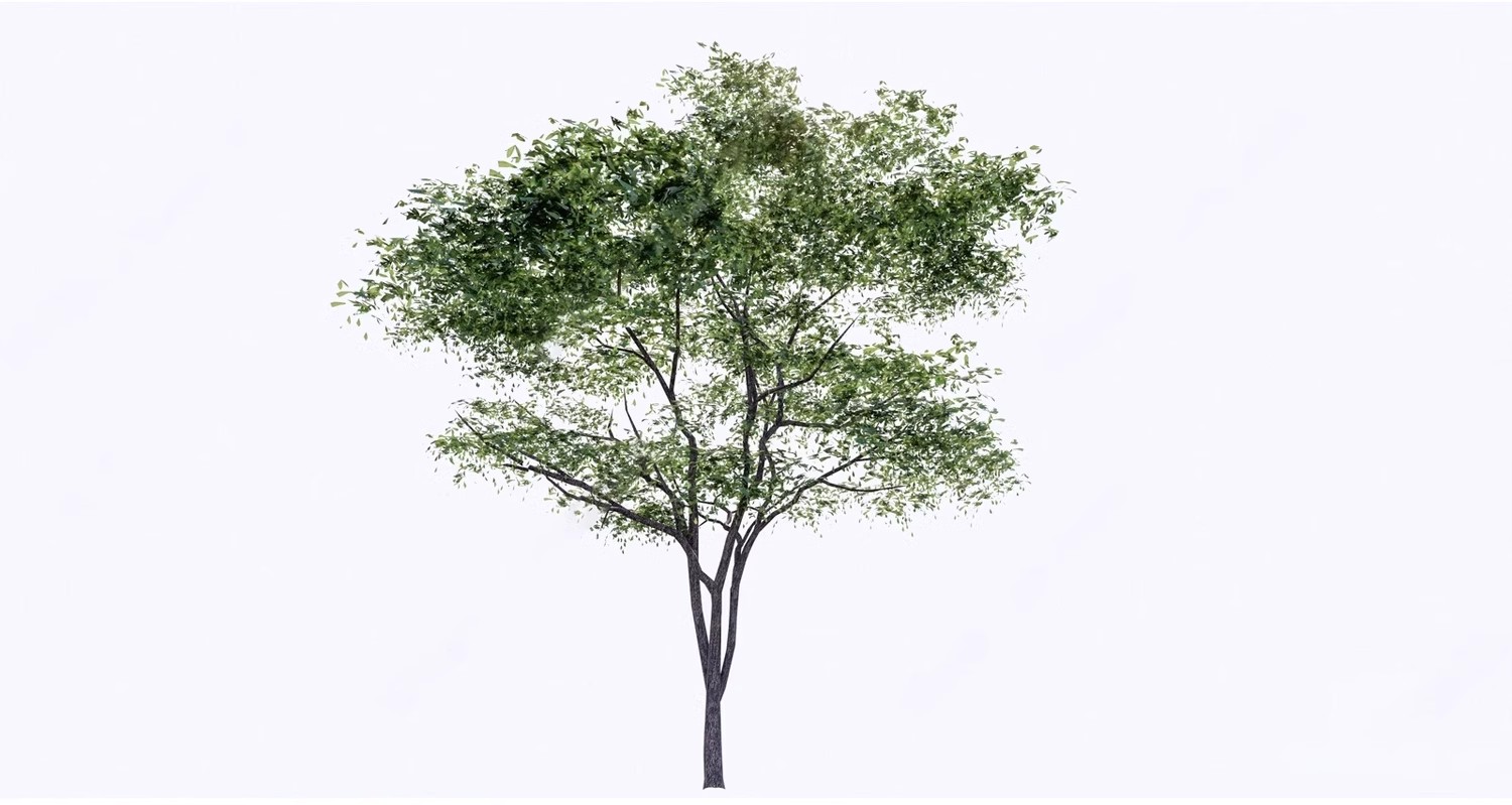 图片[24]-SU草图大师模型园林建筑室外景观树木乔木三维植物sketchup素材库-大怪兽分享