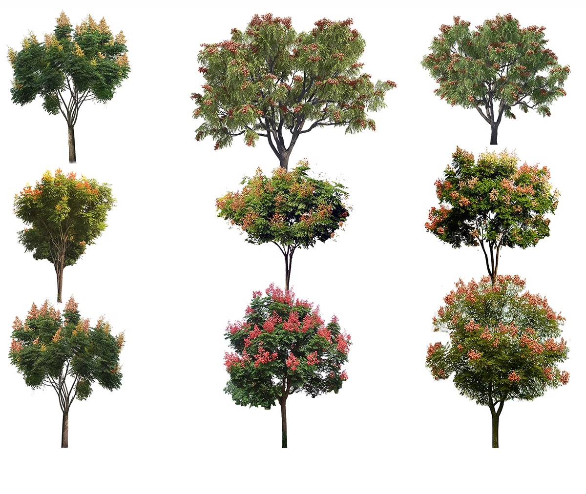 图片[22]-古风植物彩平园林景观复古小清新平面立面树木psd分层免抠PS素材-大怪兽分享