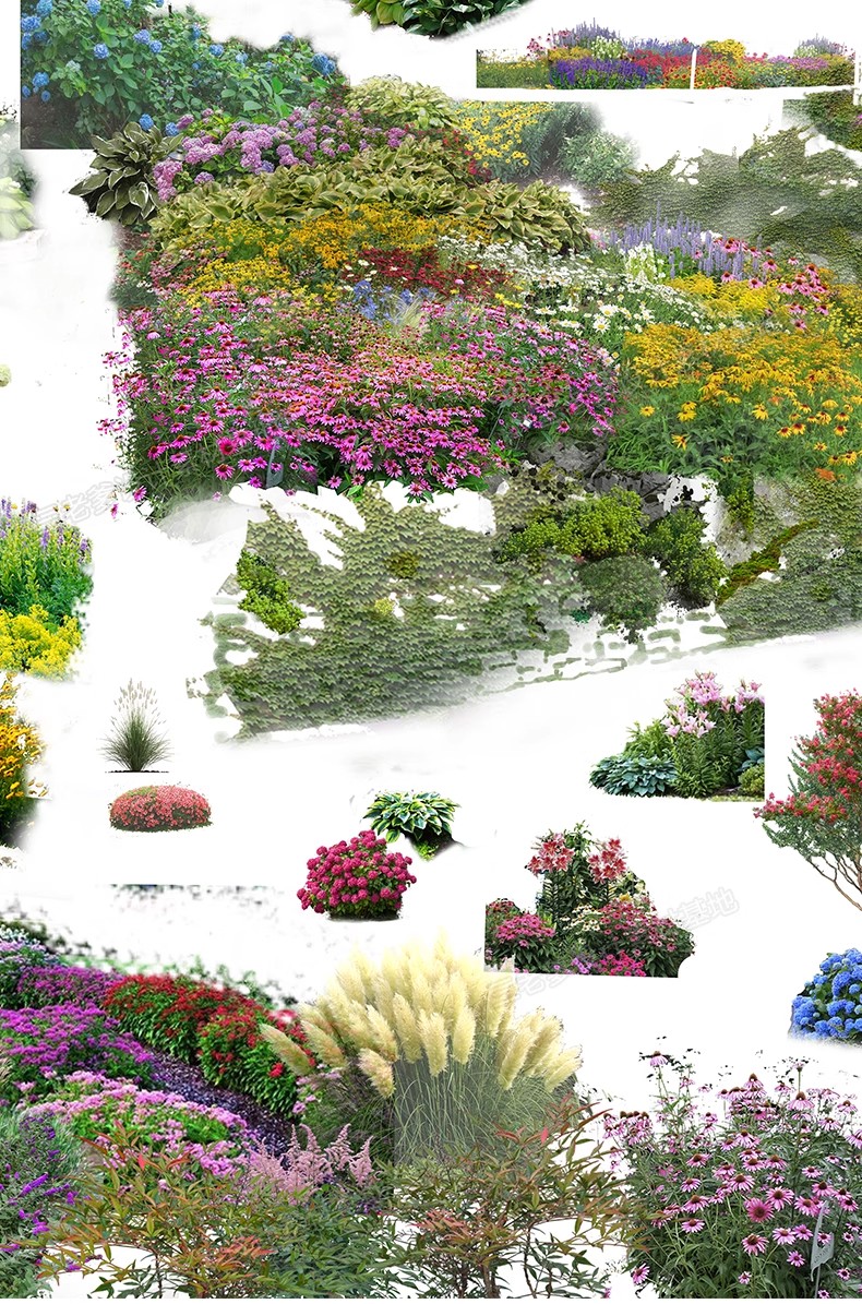 图片[25]-PS花镜花境灌木花丛组团设计组合花卉植物配置效果图psd免扣素材-大怪兽分享