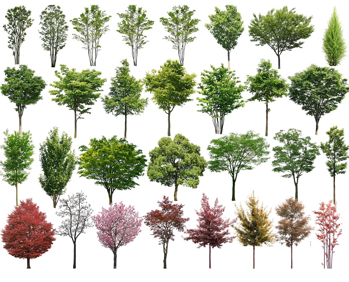 图片[24]-古风植物彩平园林景观复古小清新平面立面树木psd分层免抠PS素材-大怪兽分享