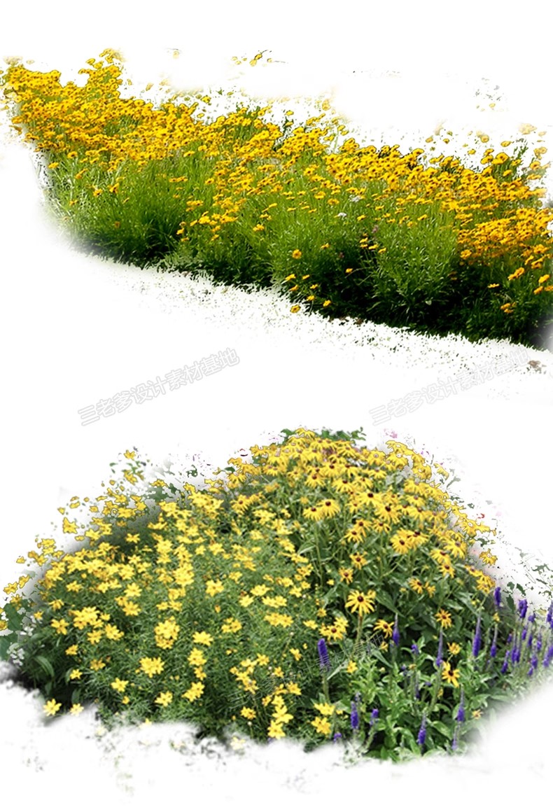 图片[27]-PS花镜花境灌木花丛组团设计组合花卉植物配置效果图psd免扣素材-大怪兽分享