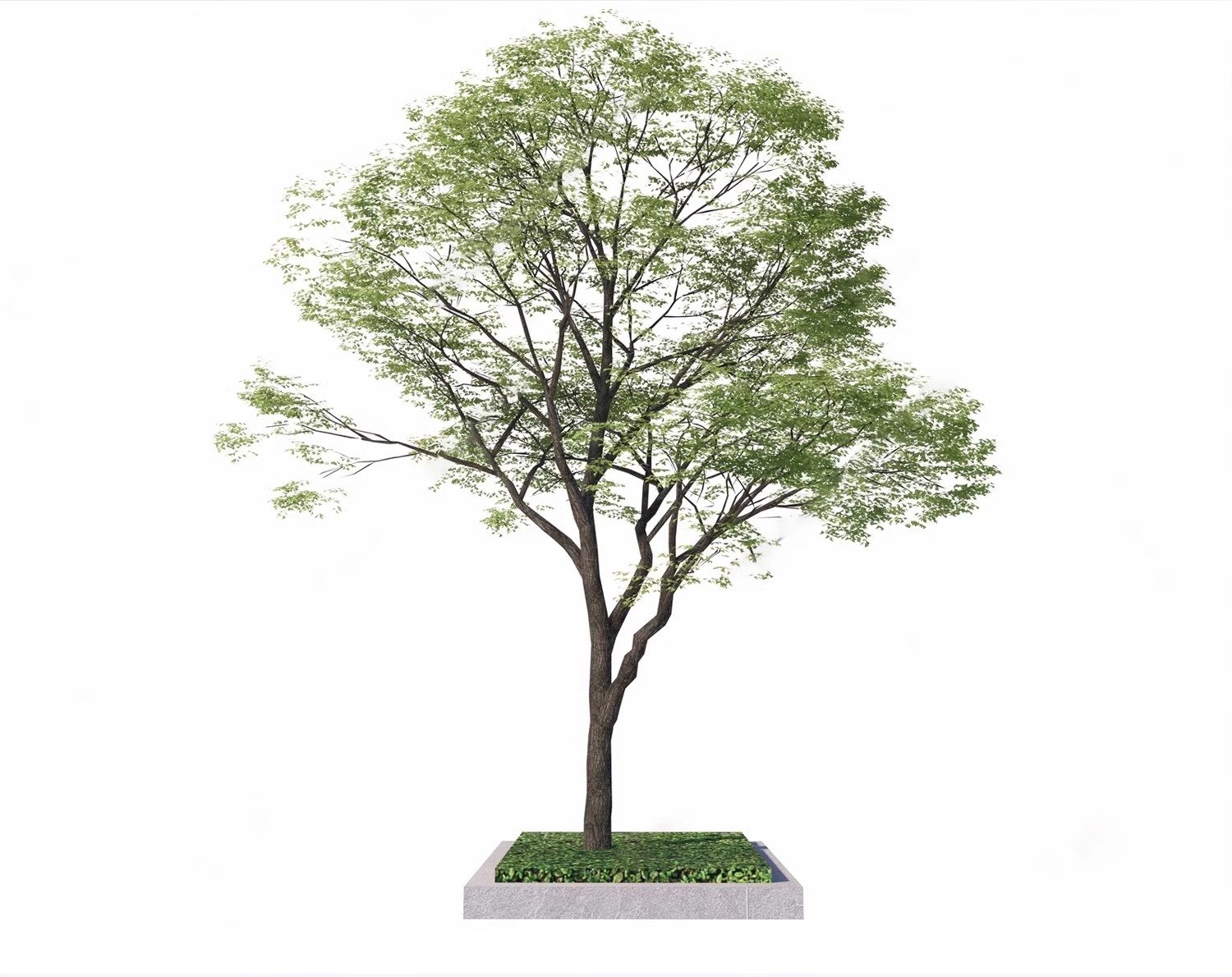 图片[27]-SU草图大师模型园林建筑室外景观树木乔木三维植物sketchup素材库-大怪兽分享