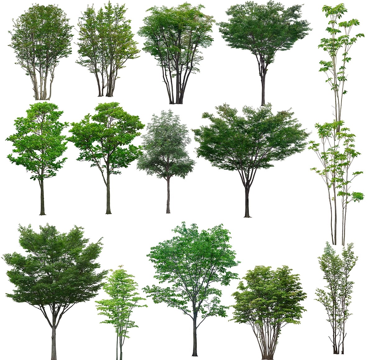 图片[25]-古风植物彩平园林景观复古小清新平面立面树木psd分层免抠PS素材-大怪兽分享